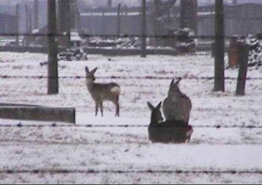 "Bambi", 2003, fragment de la video-installation "Winterreise" de Mirosloaw Balka - Remerciements à l’artiste 
